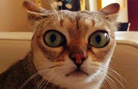 Cats