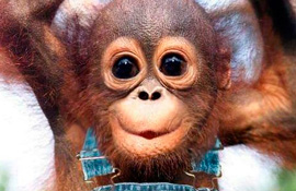 Funny Animals